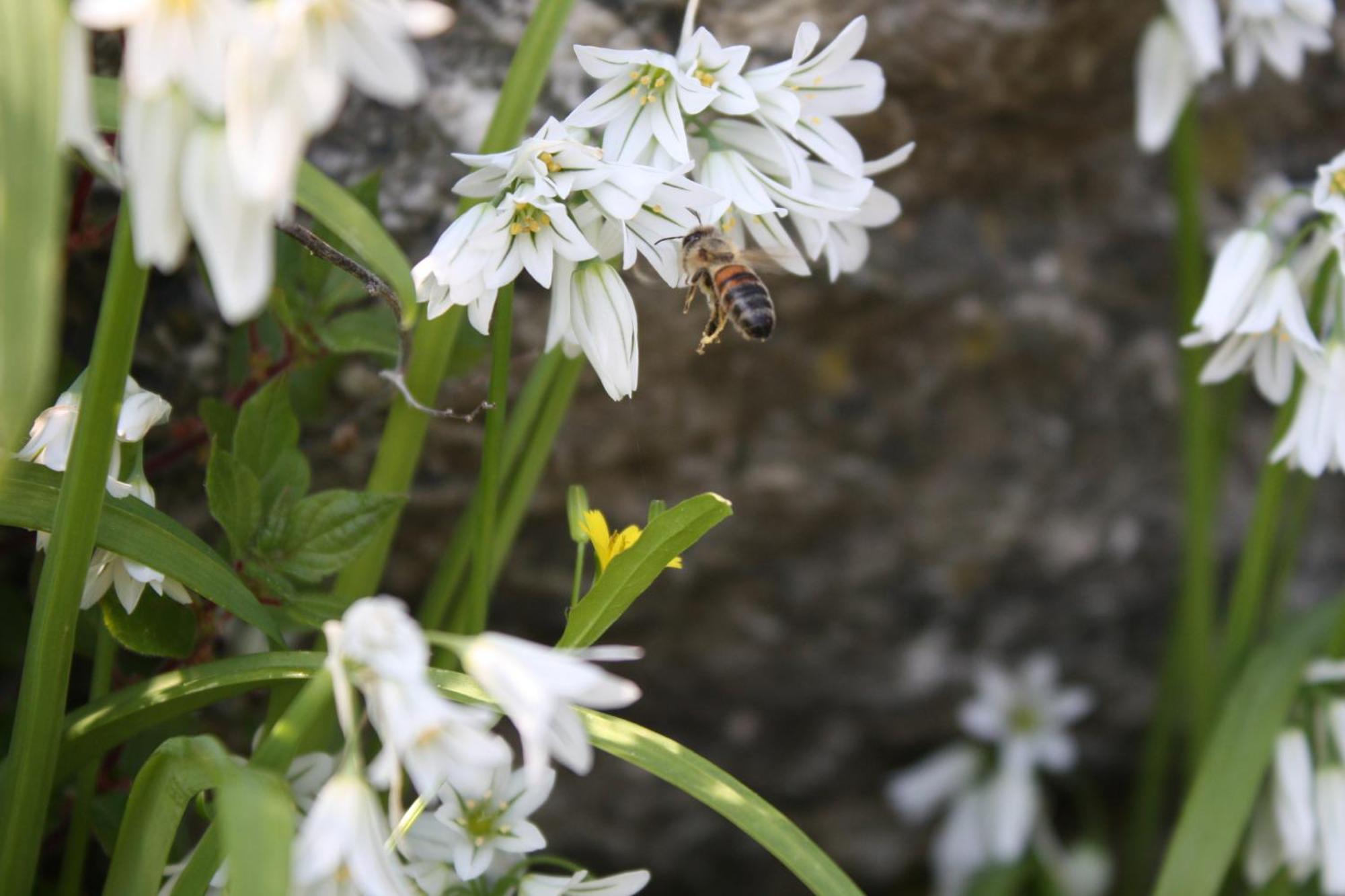 L'Antico Borgo B&B Levanto Dış mekan fotoğraf
